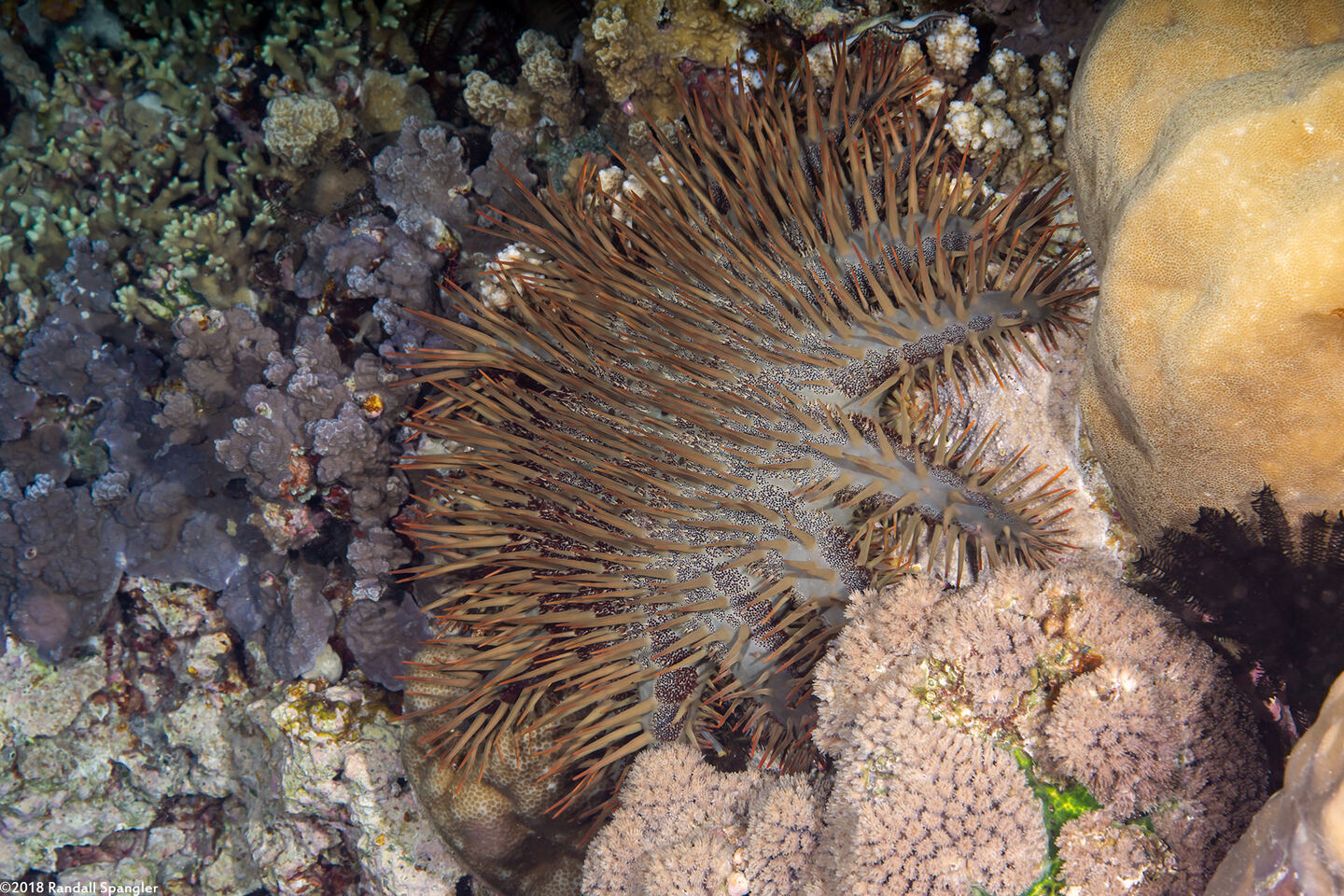 Acanthaster solaris (Crown-of-Thorns Star)