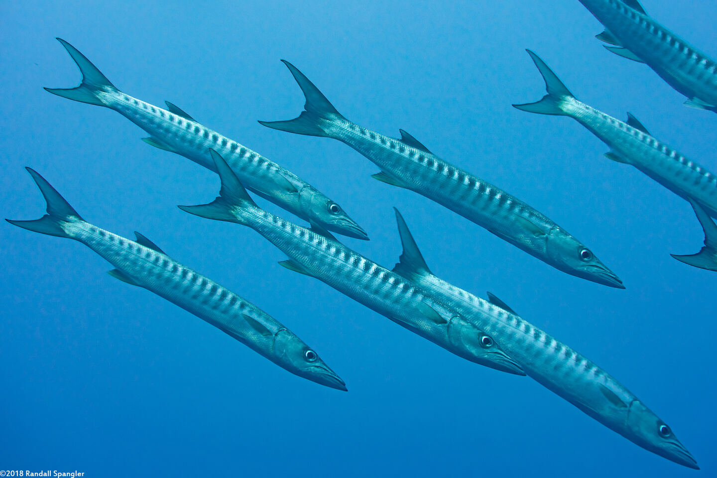 Sphyraena qenie (Blackfin Barracuda)