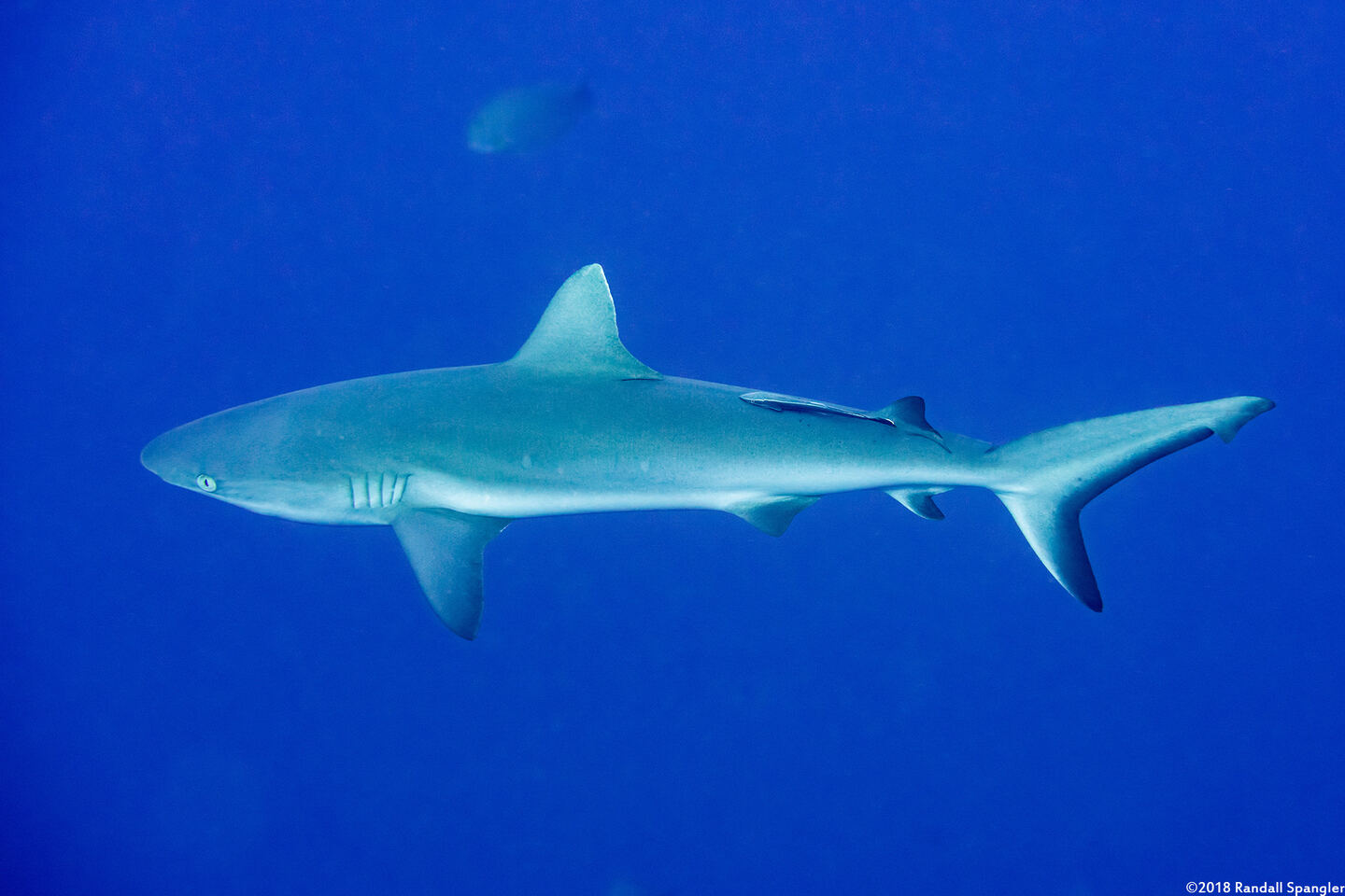Carcharhinus amblyrhynchos (Gray Reef Shark)