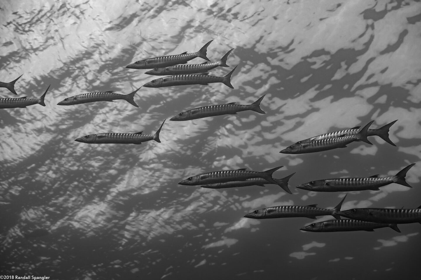 Sphyraena qenie (Blackfin Barracuda)