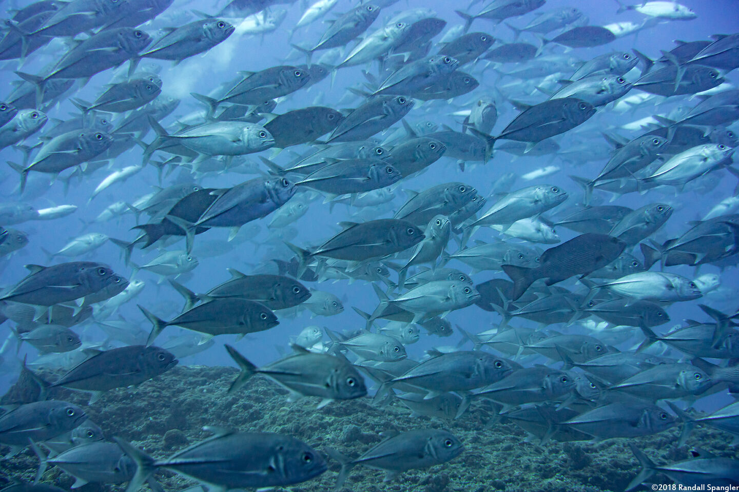 Caranx sexfasciatus (Bigeye Trevally)