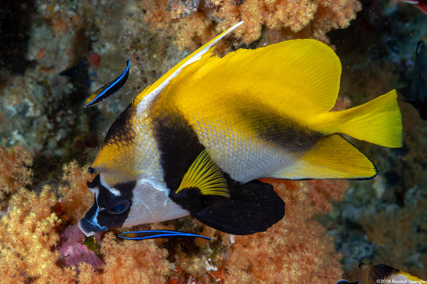 Heniochus monoceros (Masked Bannerfish)