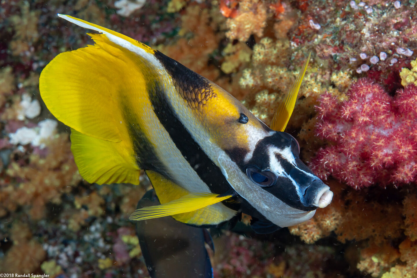 Heniochus monoceros (Masked Bannerfish)
