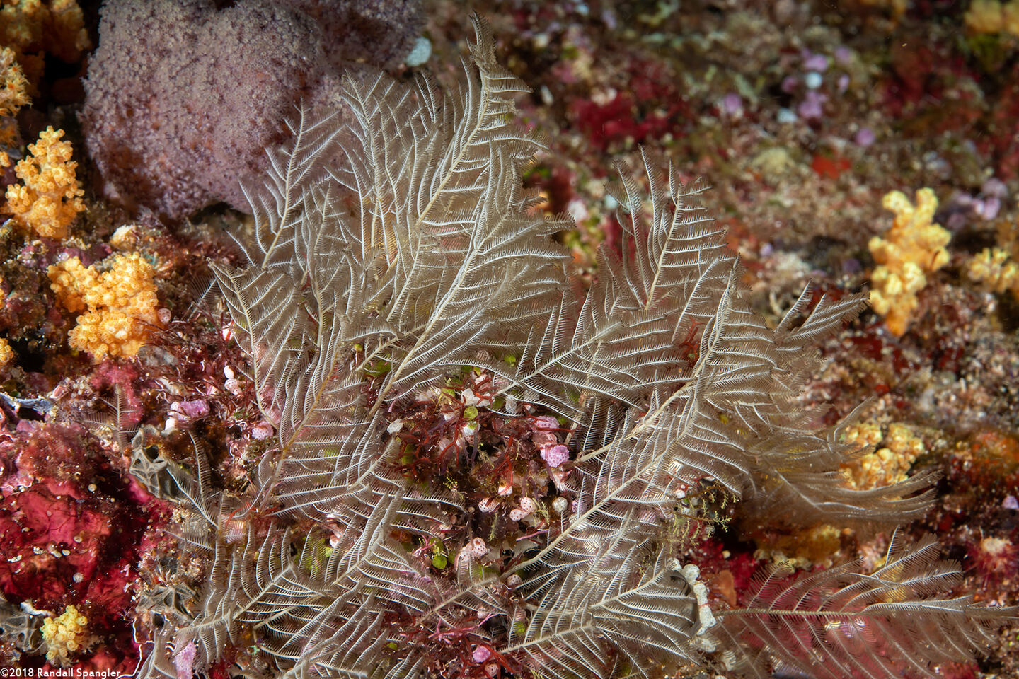 Taxella gracilicaulis (Taxella Gracilicaulis)