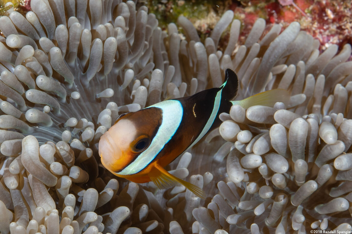 Amphiprion clarkii (Clark's Anemonefish)