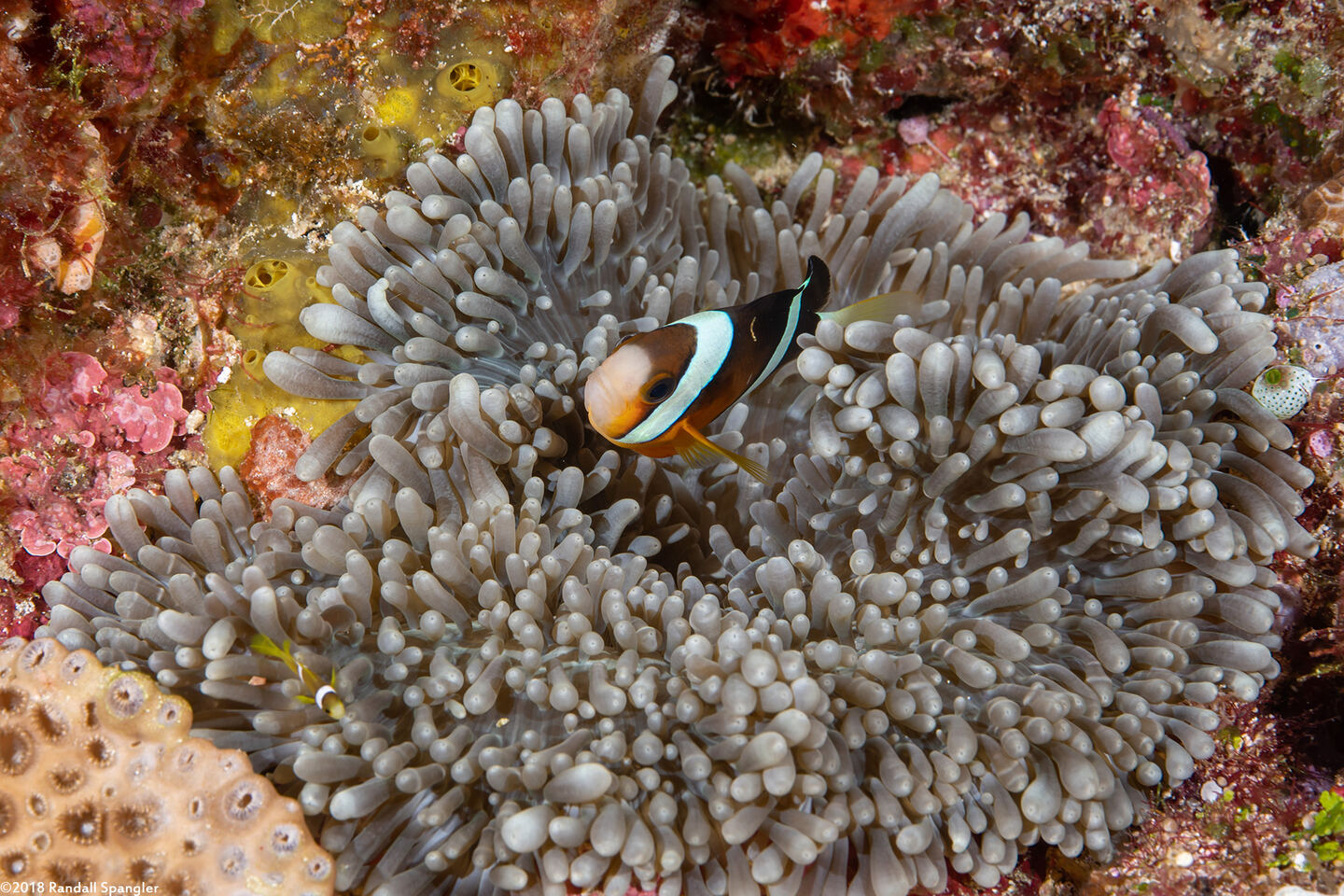Entacmaea quadricolor (Bubble-Tip Anemone)