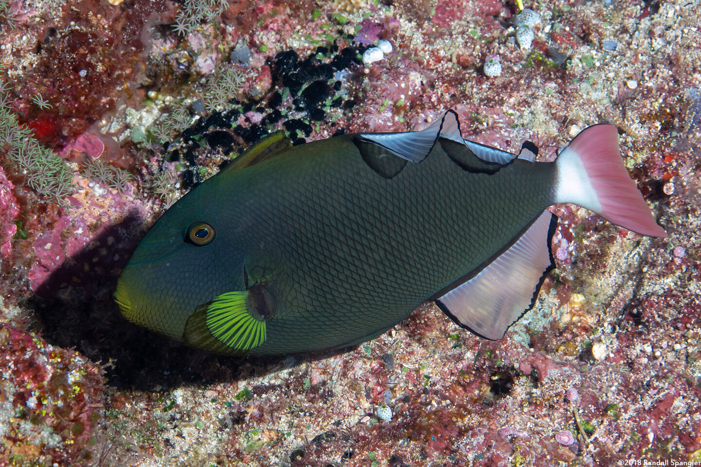 Melichthys vidua (Pinktail Triggerfish)
