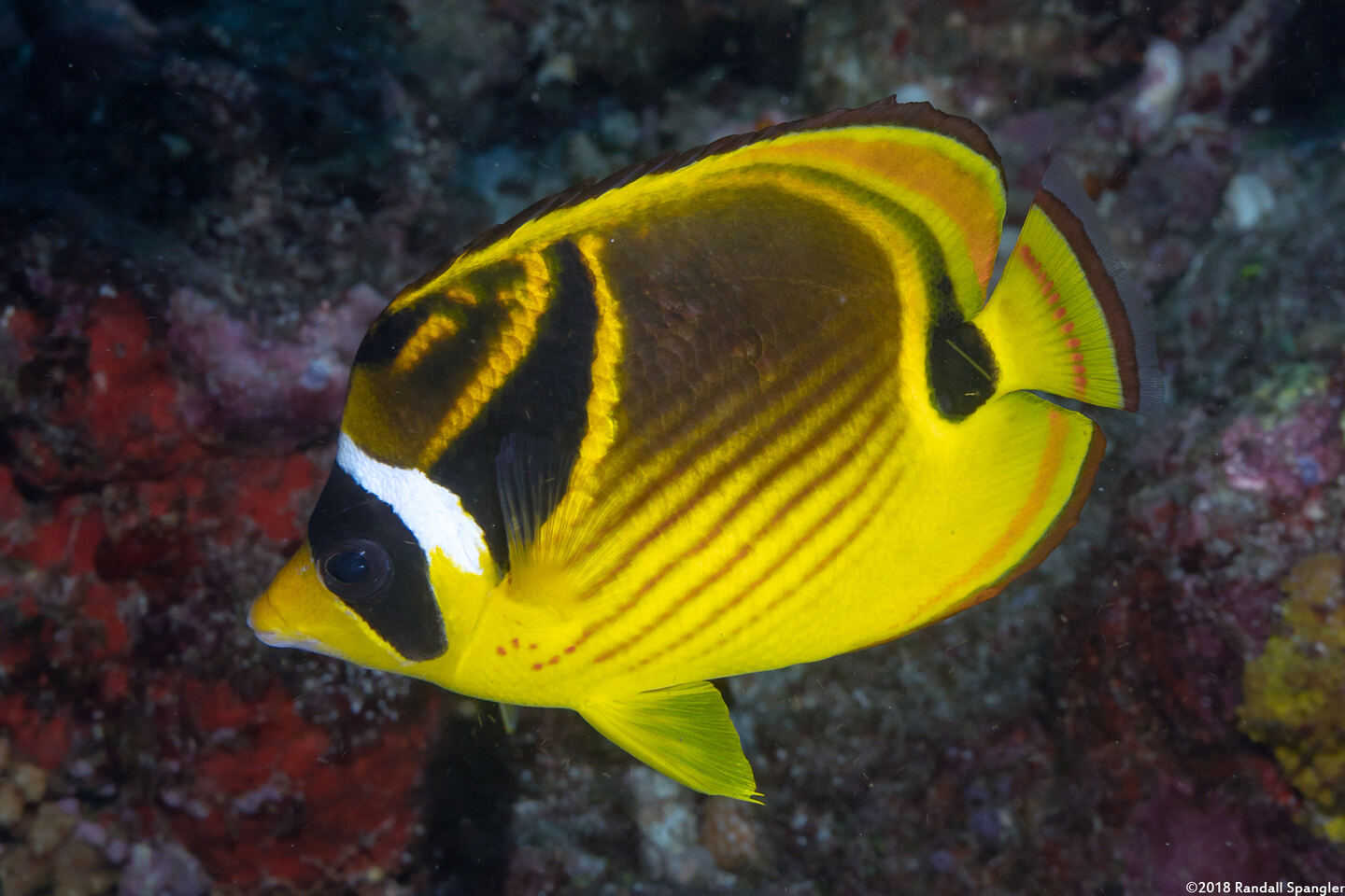 Chaetodon lunula (Raccoon Butterflyfish)