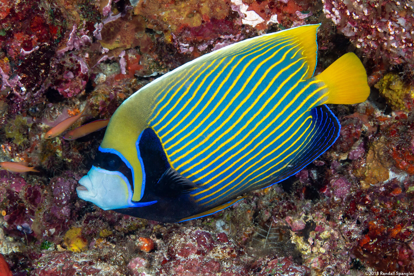 Pomacanthus imperator (Emperor Angelfish)