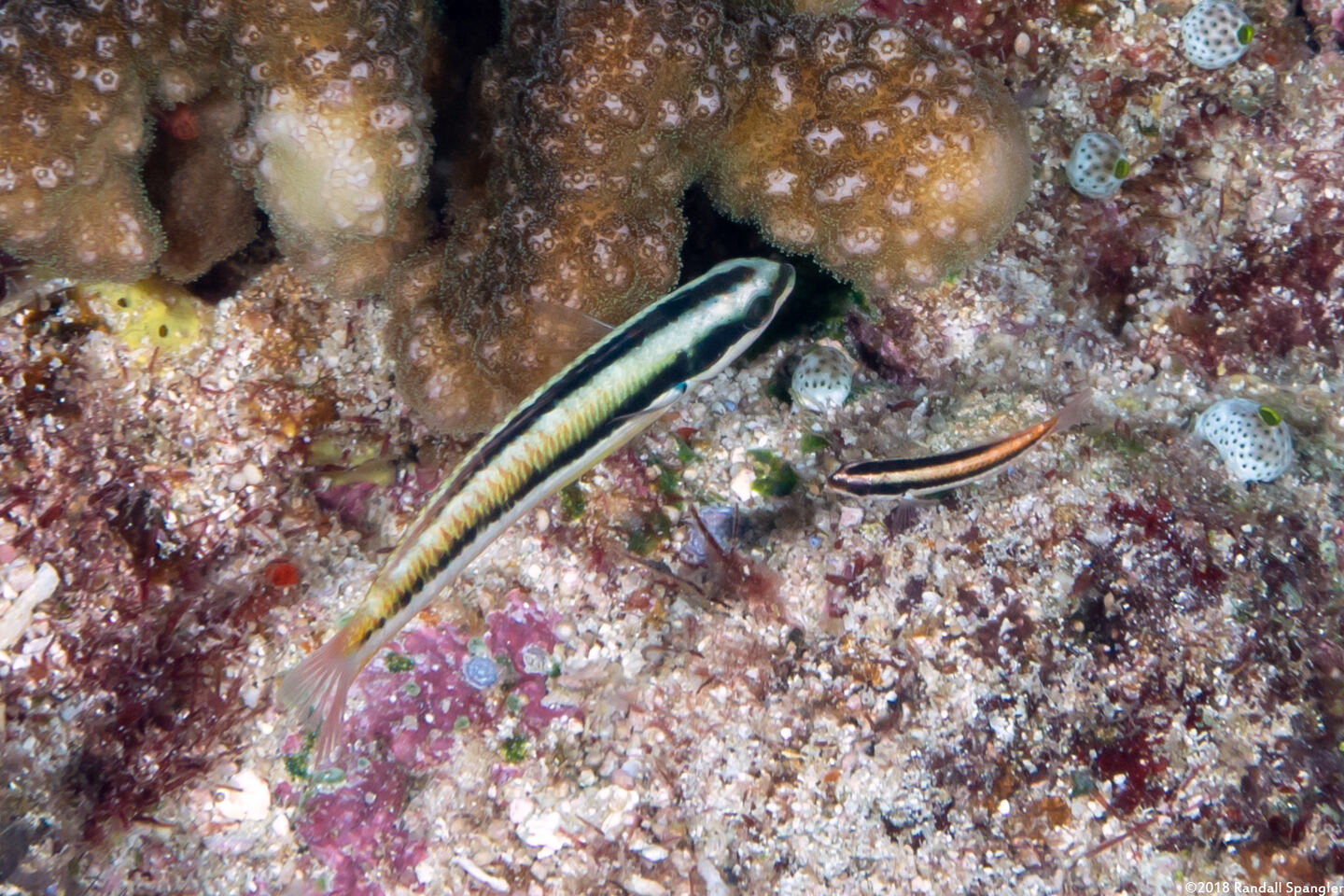 Thalassoma amblycephalum (Bluntheaded Wrasse)
