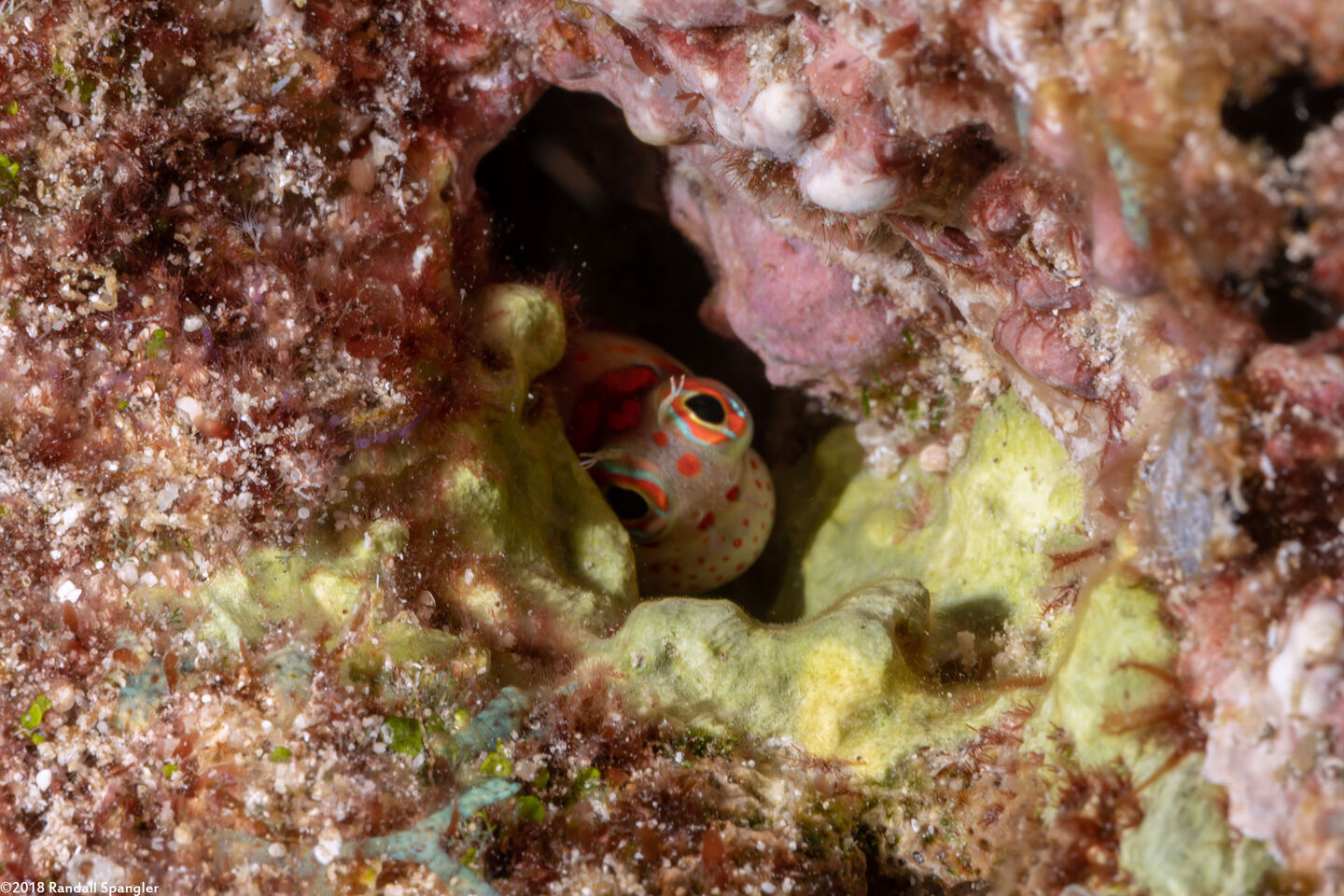 Blenniella chrysospilos (Redspotted Blenny)