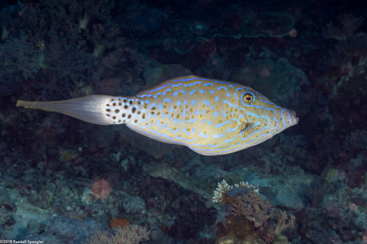 Aluterus scriptus (Scrawled Filefish)