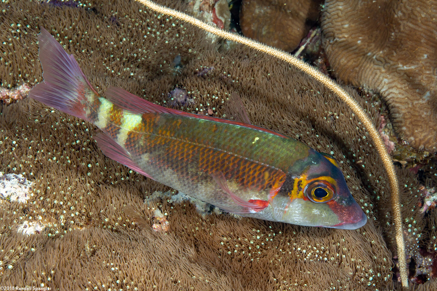 Lethrinius amboinensis (Longfin Emperor)