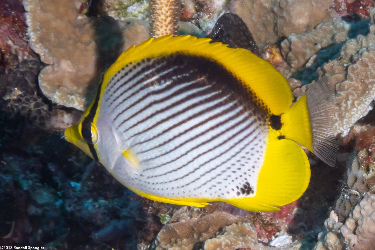 Chaetodon melannotus (Black-Backed Butterflyfish)