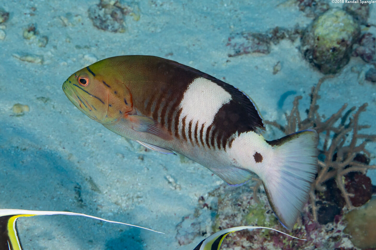 Gracila albomarginata (Masked Grouper)