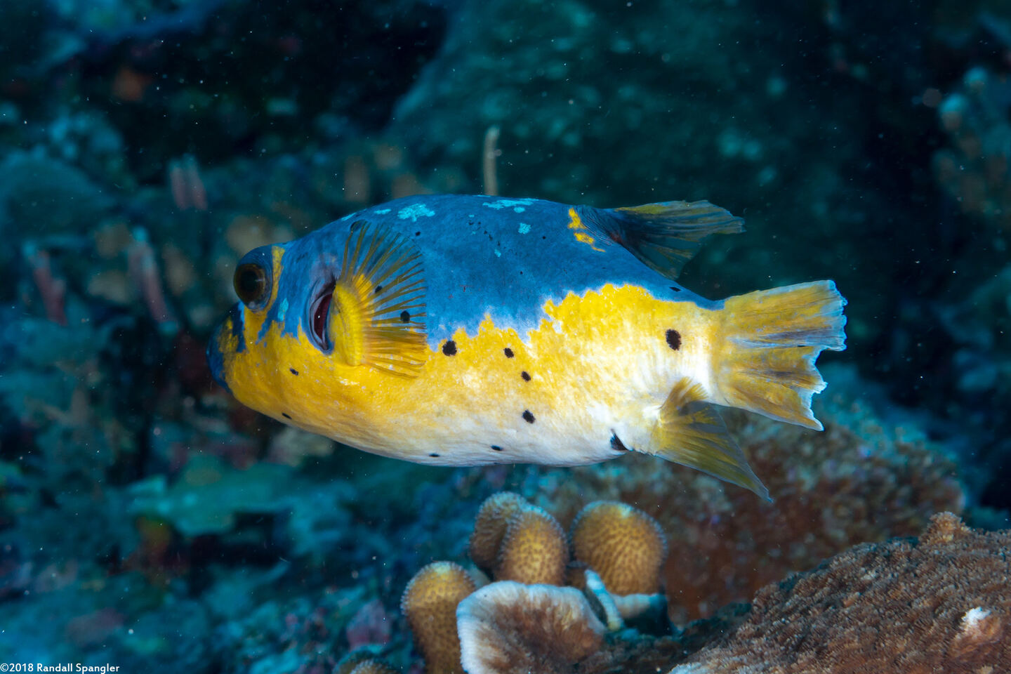 Arothron nigropunctatus (Blackspotted Puffer)
