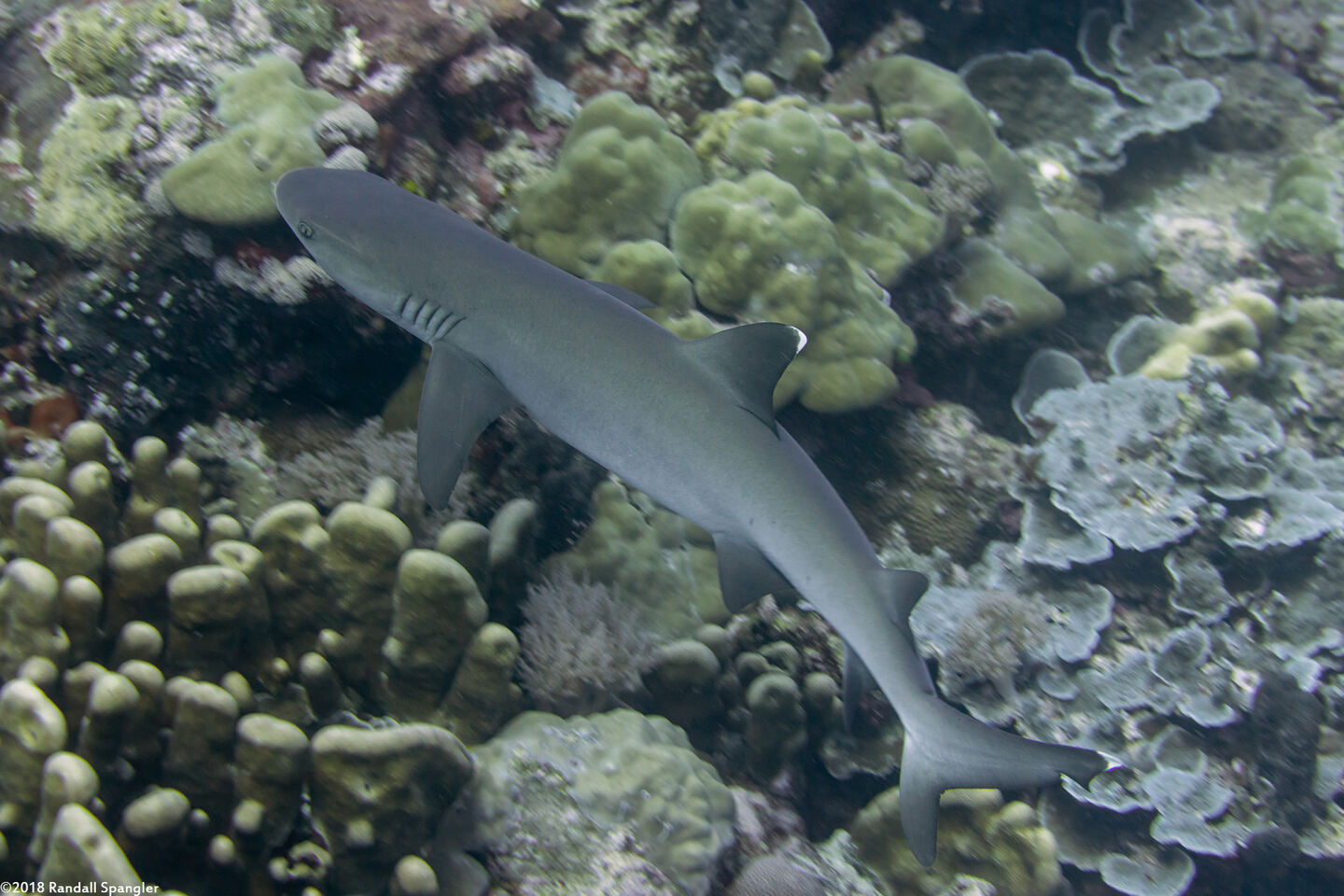 Triaenodon obesus (Whitetip Reef Shark)