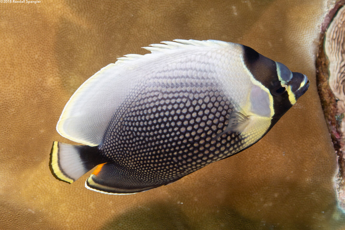 Chaetodon reticulatus (Reticulated Butterflyfish)
