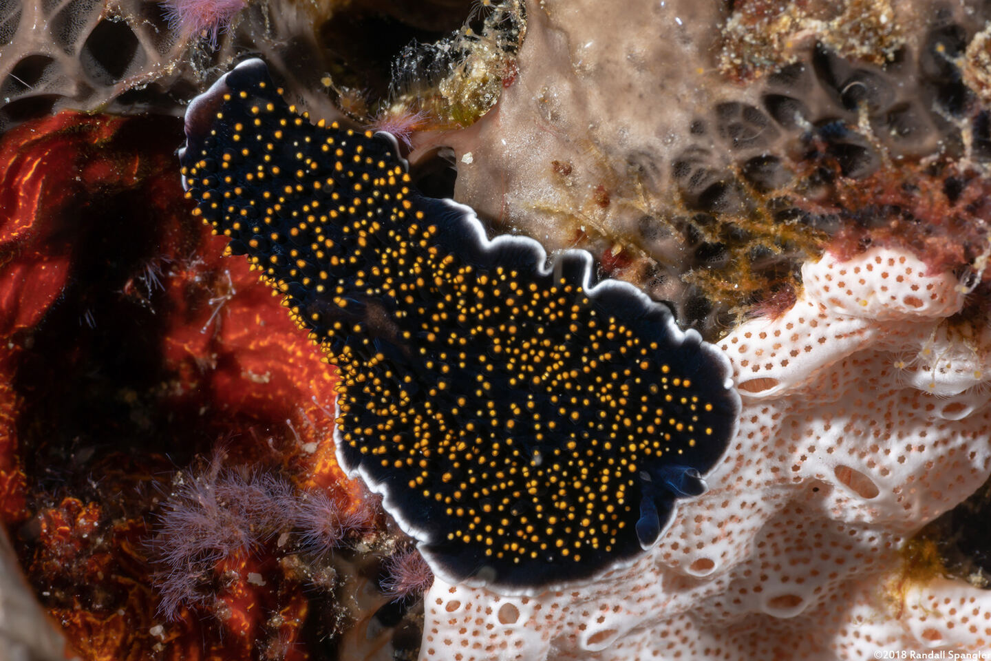 Thysanozoon nigropapillosum (Thysanozoon Nigropapillosum)