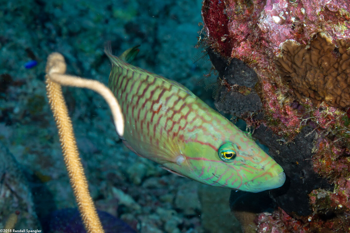 Oxycheilinus unifasciatus (Ringtail Wrasse)