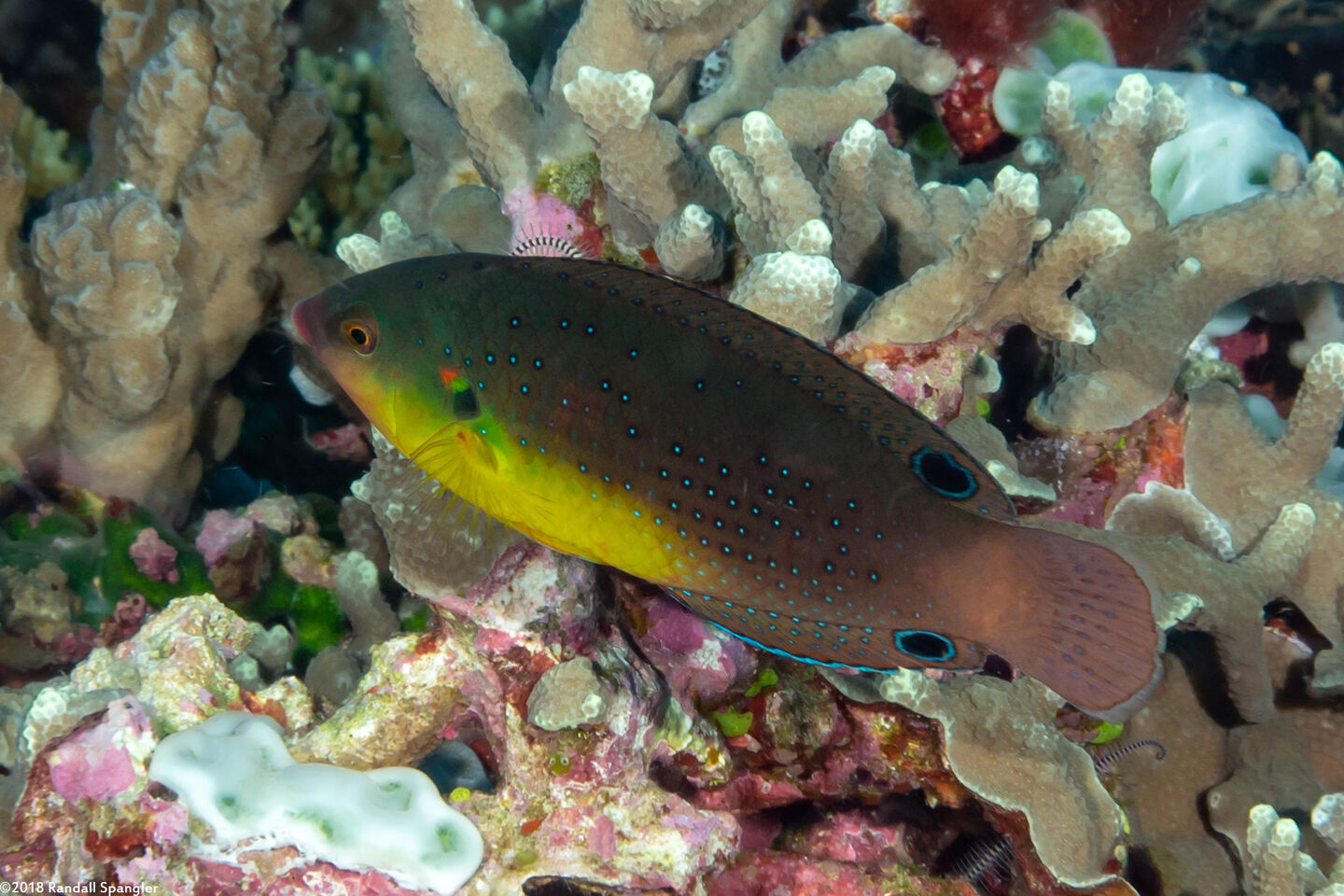 Anampses twistii (Yellow-Breasted Wrasse)