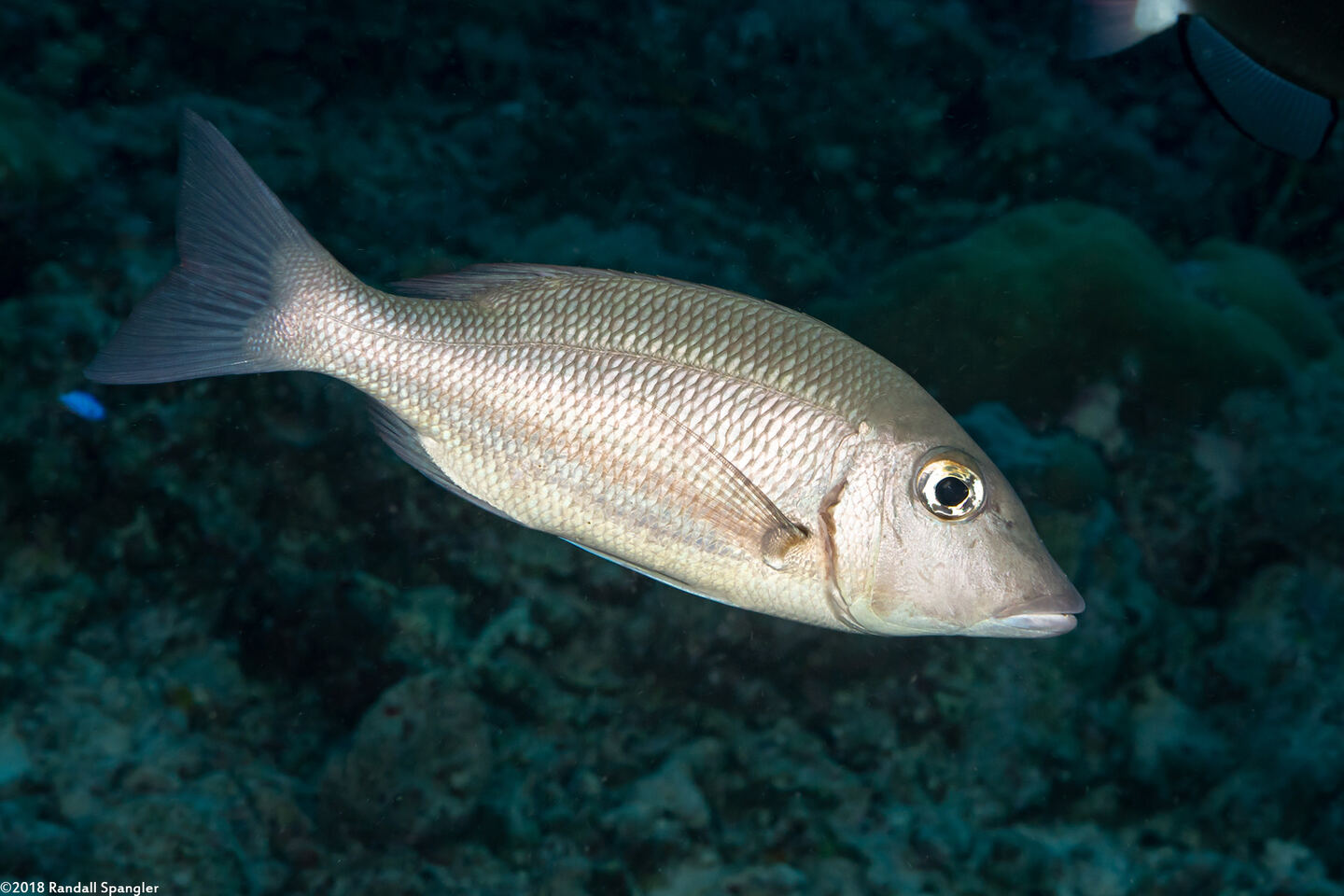 Lethrinus obsoletus (Orange-Striped Emperor)