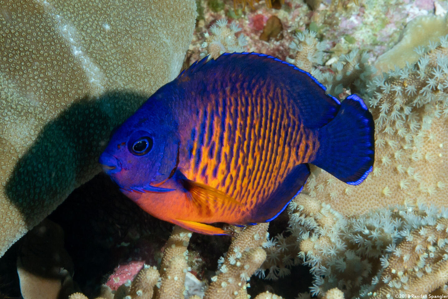 Centropyge bispinosa (Two-Spined Angelfish)