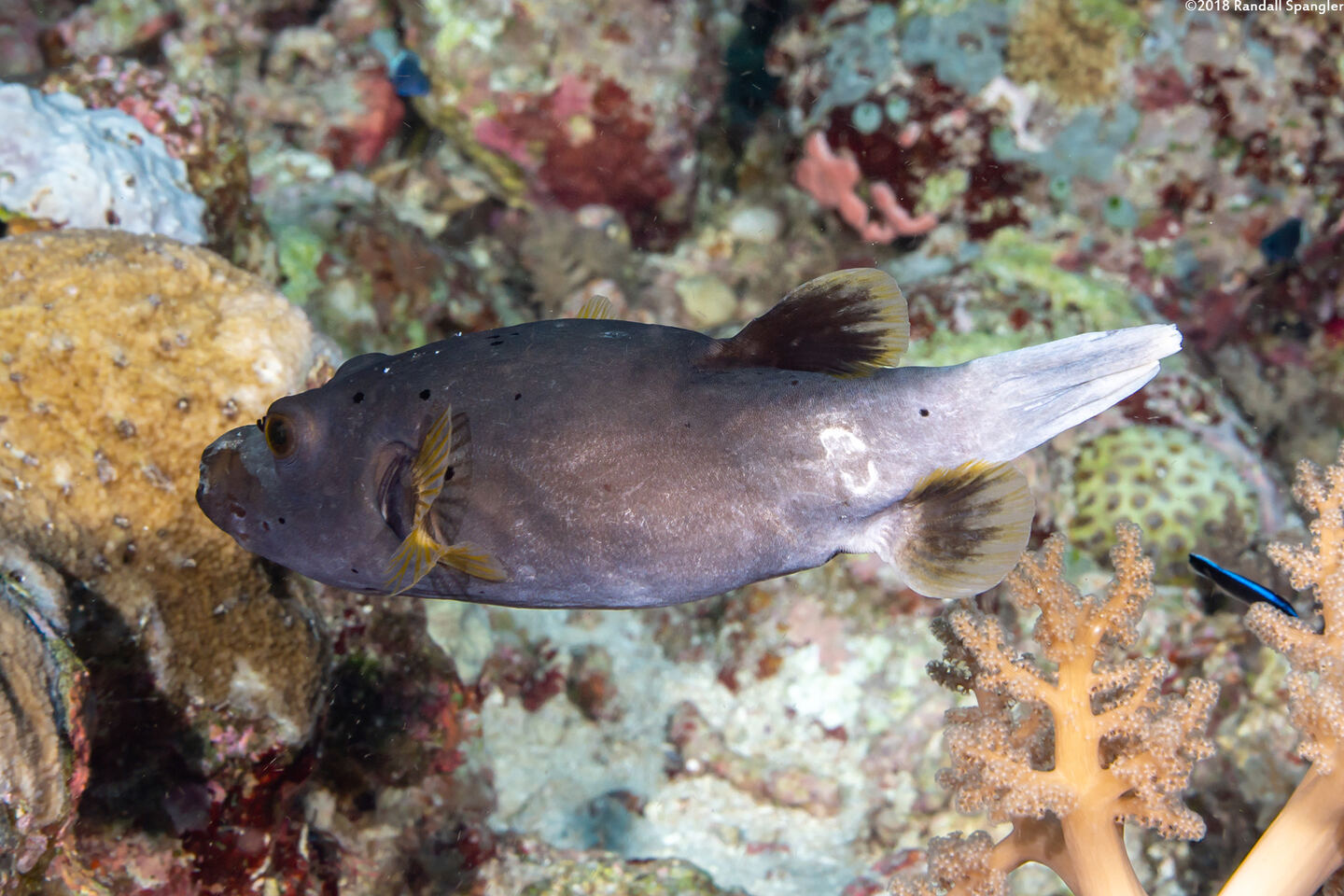 Arothron nigropunctatus (Blackspotted Puffer)
