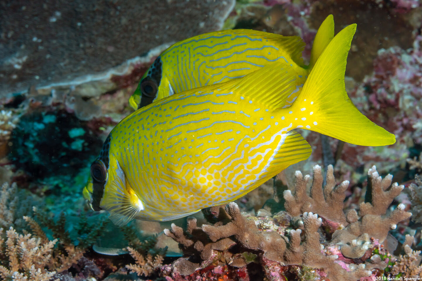 Siganus puellus (Masked Rabbitfish)