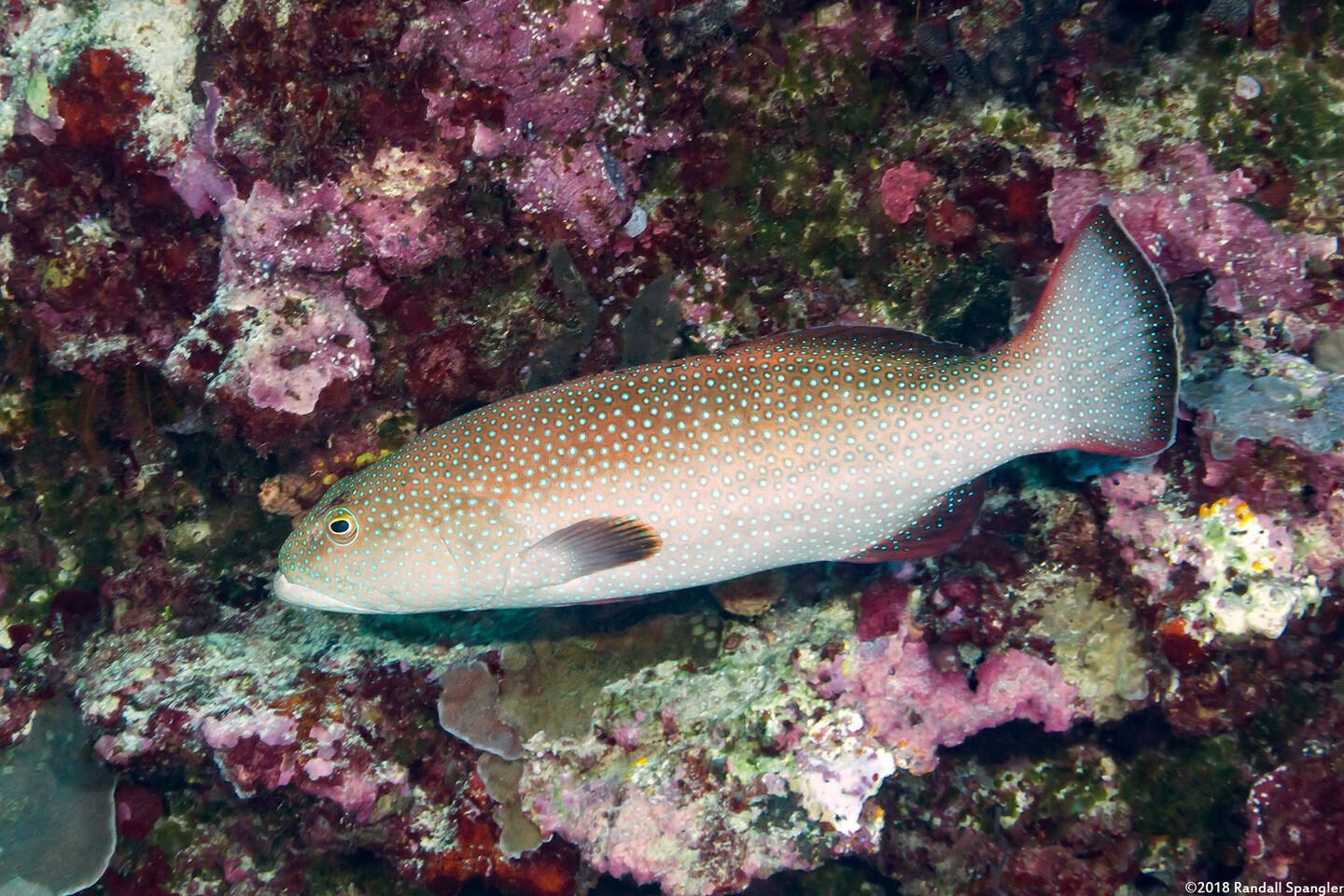 Plectropomus areolatus (Squaretail Coral Grouper)
