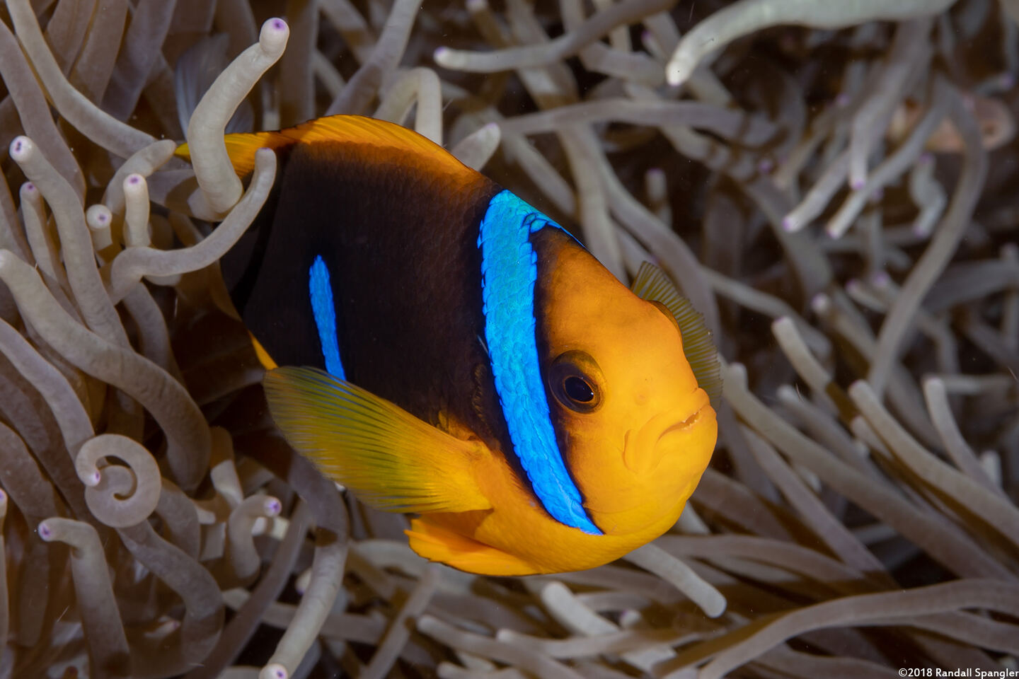 Amphiprion chrysopterus (Orangefin Anemonefish)