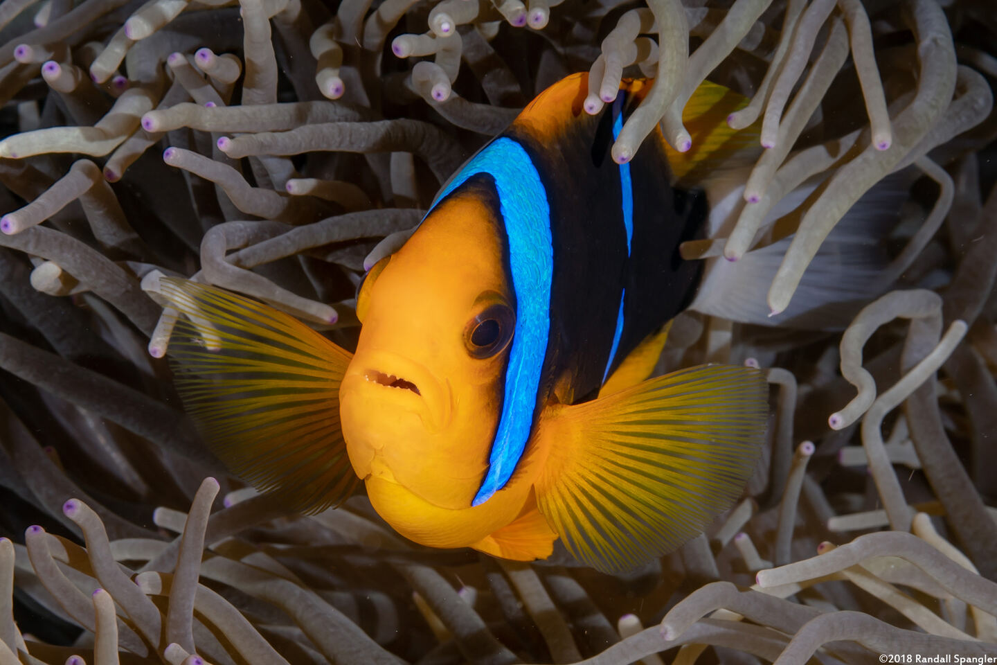 Amphiprion chrysopterus (Orangefin Anemonefish)