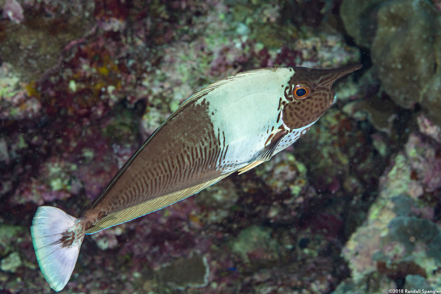 Naso brevirostris (Paletail Unicornfish)
