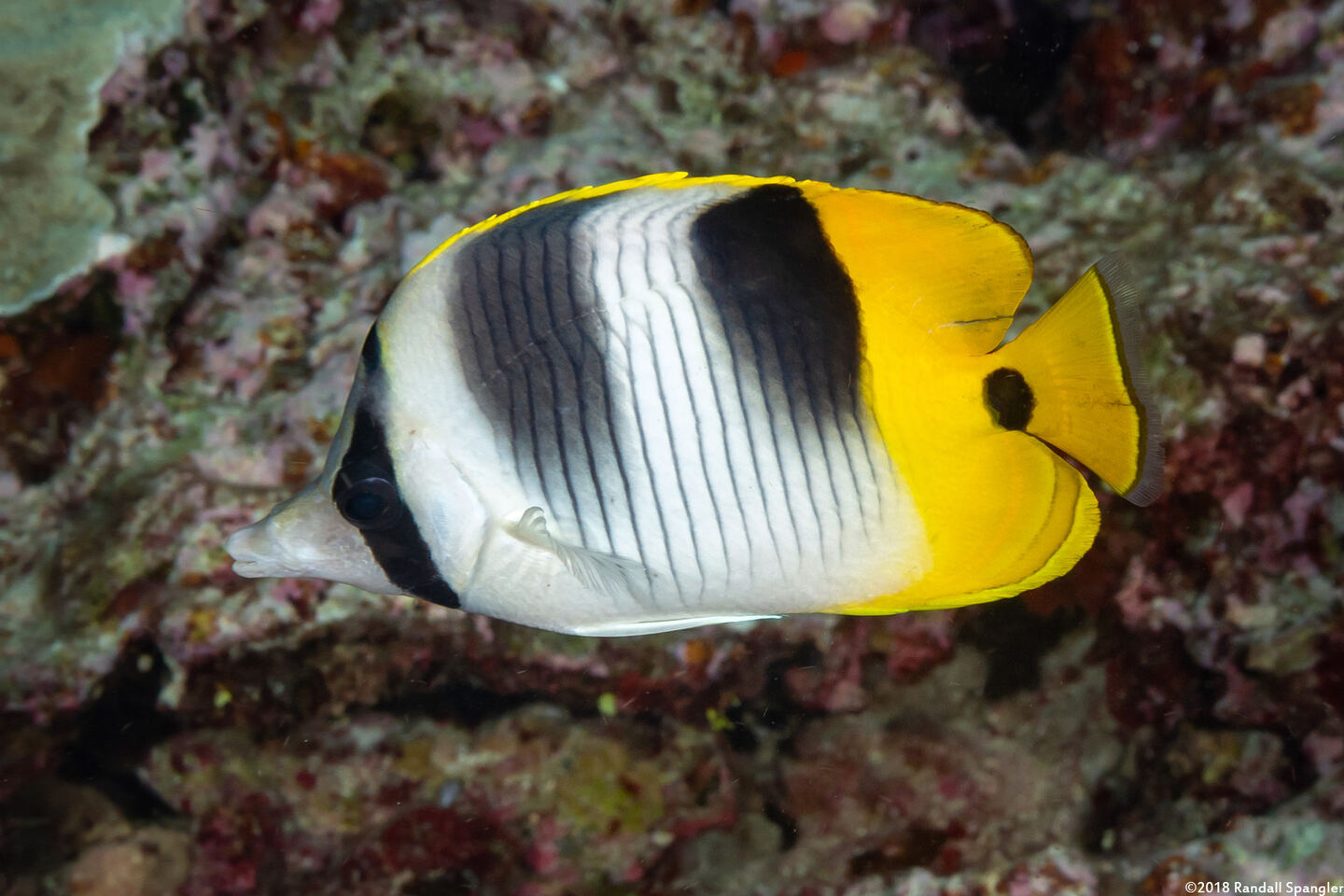 Chaetodon ulietensis (Pacific Double-Saddle Butterflyfish)