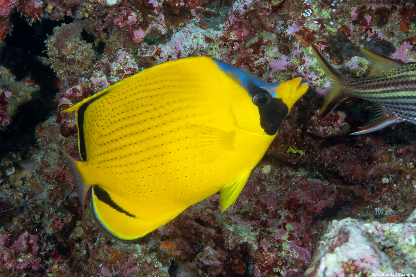 Chaetodon semeion (Dotted Butterflyfish)