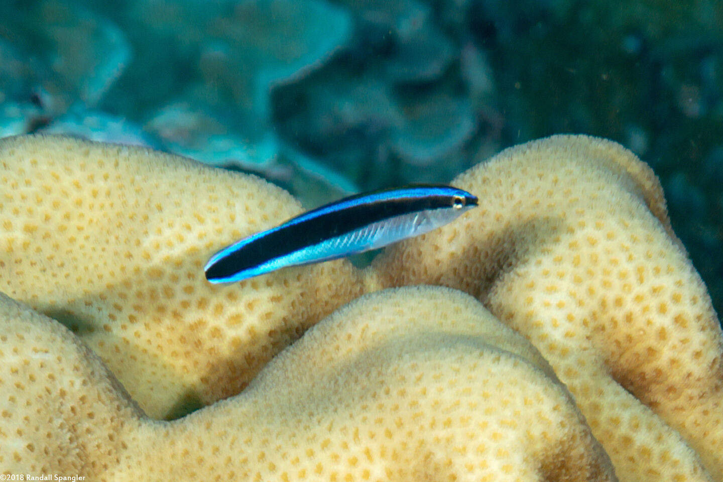 Labroides dimidiatus (Bluestreak Cleaner Wrasse)