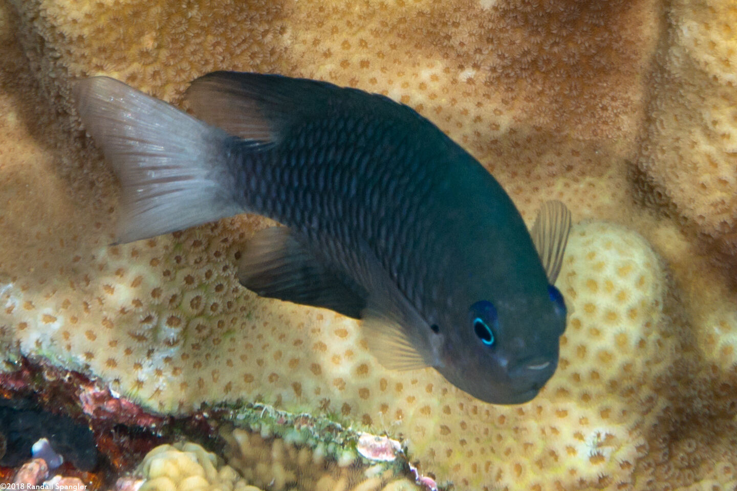 Pomacentrus emarginatus (Outer Reef Damsel)