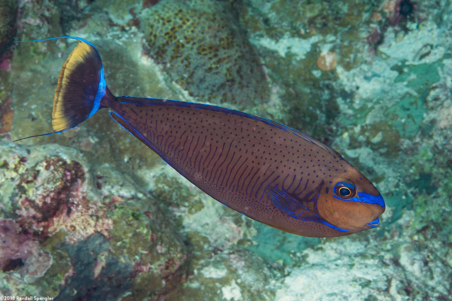 Naso vlamingii (Bignose Unicornfish)