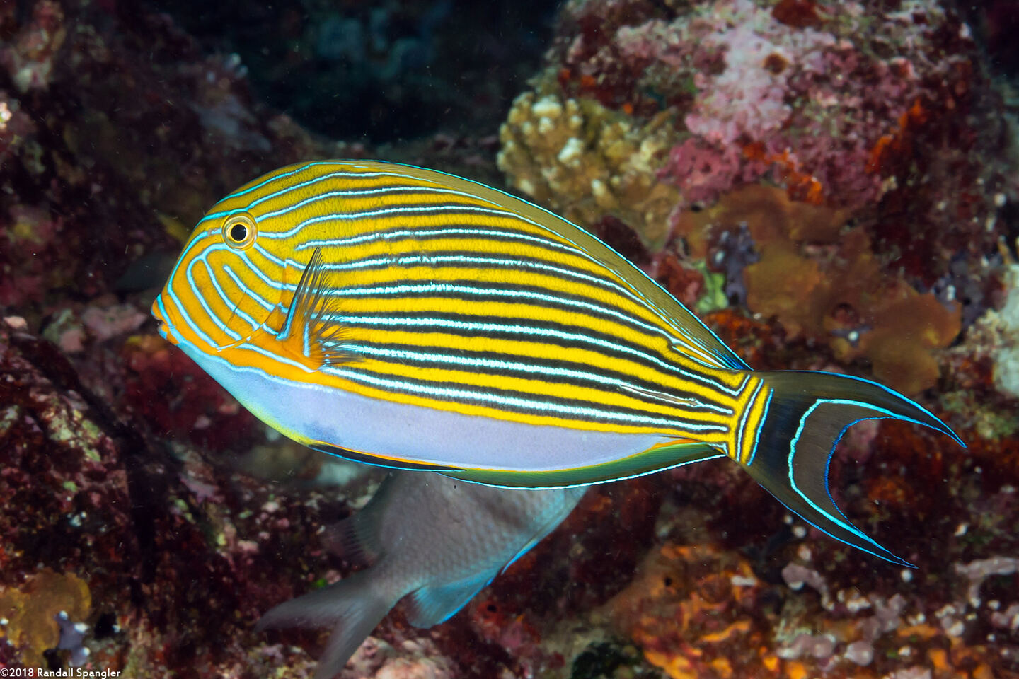 Acanthurus lineatus (Striped Surgeonfish)