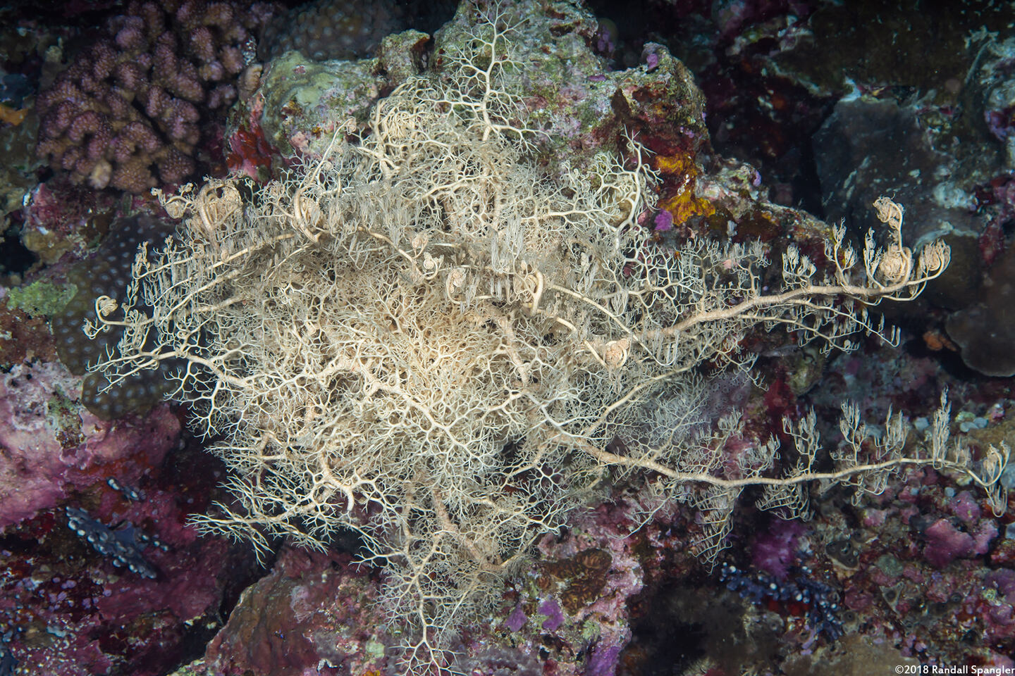 Astroboa nuda (Giant Basket Star)
