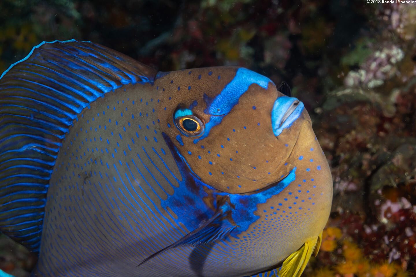 Naso vlamingii (Bignose Unicornfish)