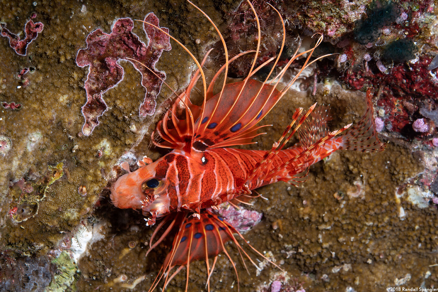 Pterois antennata (Spotfin Lionfish)