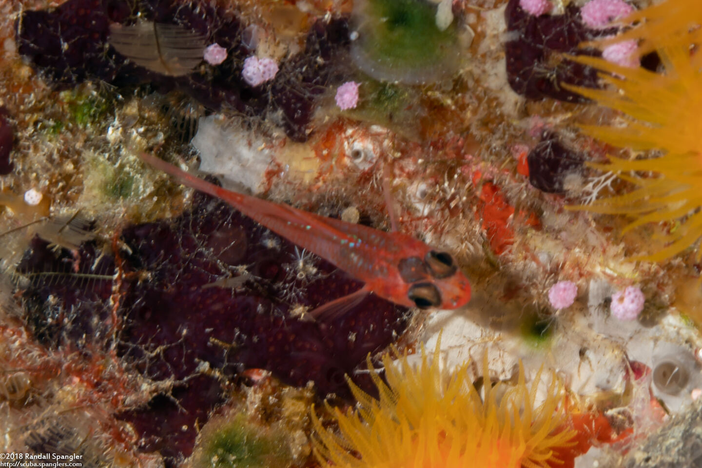 Apogon doryssa (Longspine Cardinalfish)