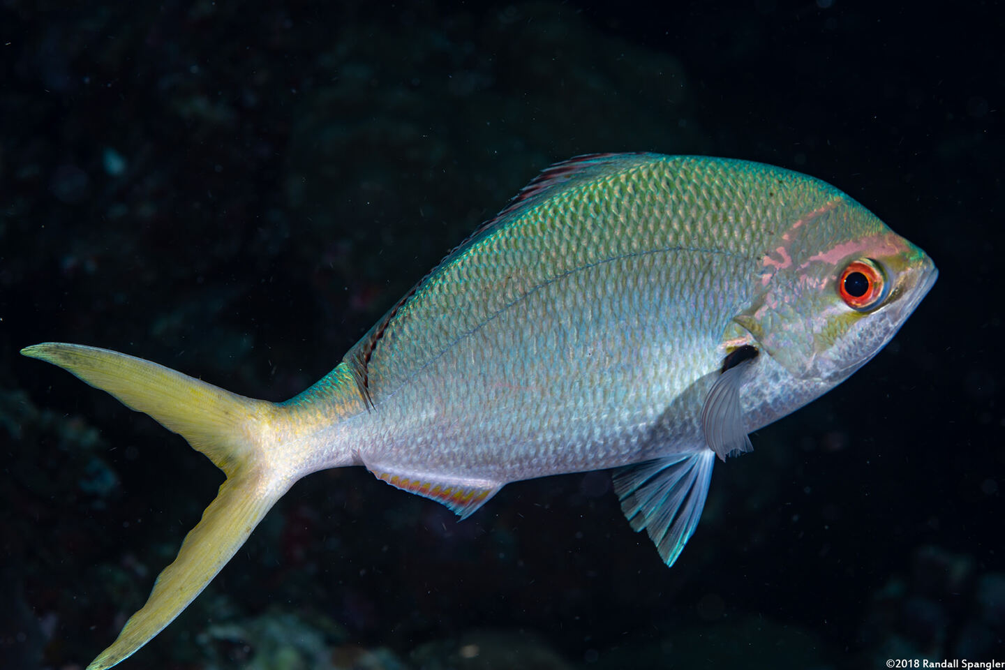 Caesio cuning (Yellowtail Fusilier)