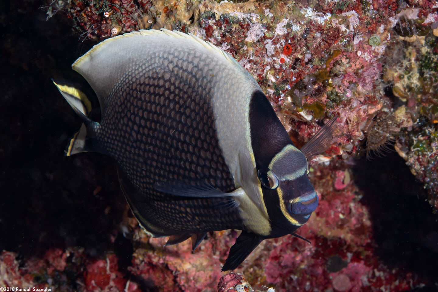 Chaetodon reticulatus (Reticulated Butterflyfish)