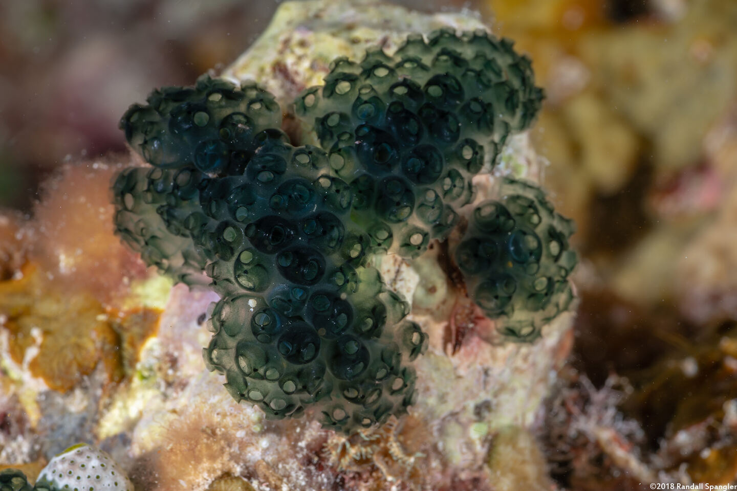 Sigillina signifera (Sigillina Signifera)