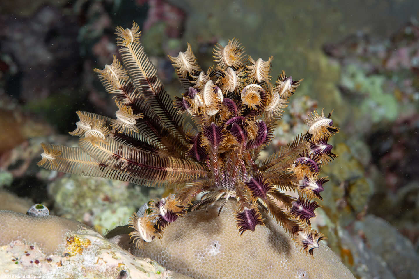 Stephanometra sp.1 (Stephanometra sp.1)