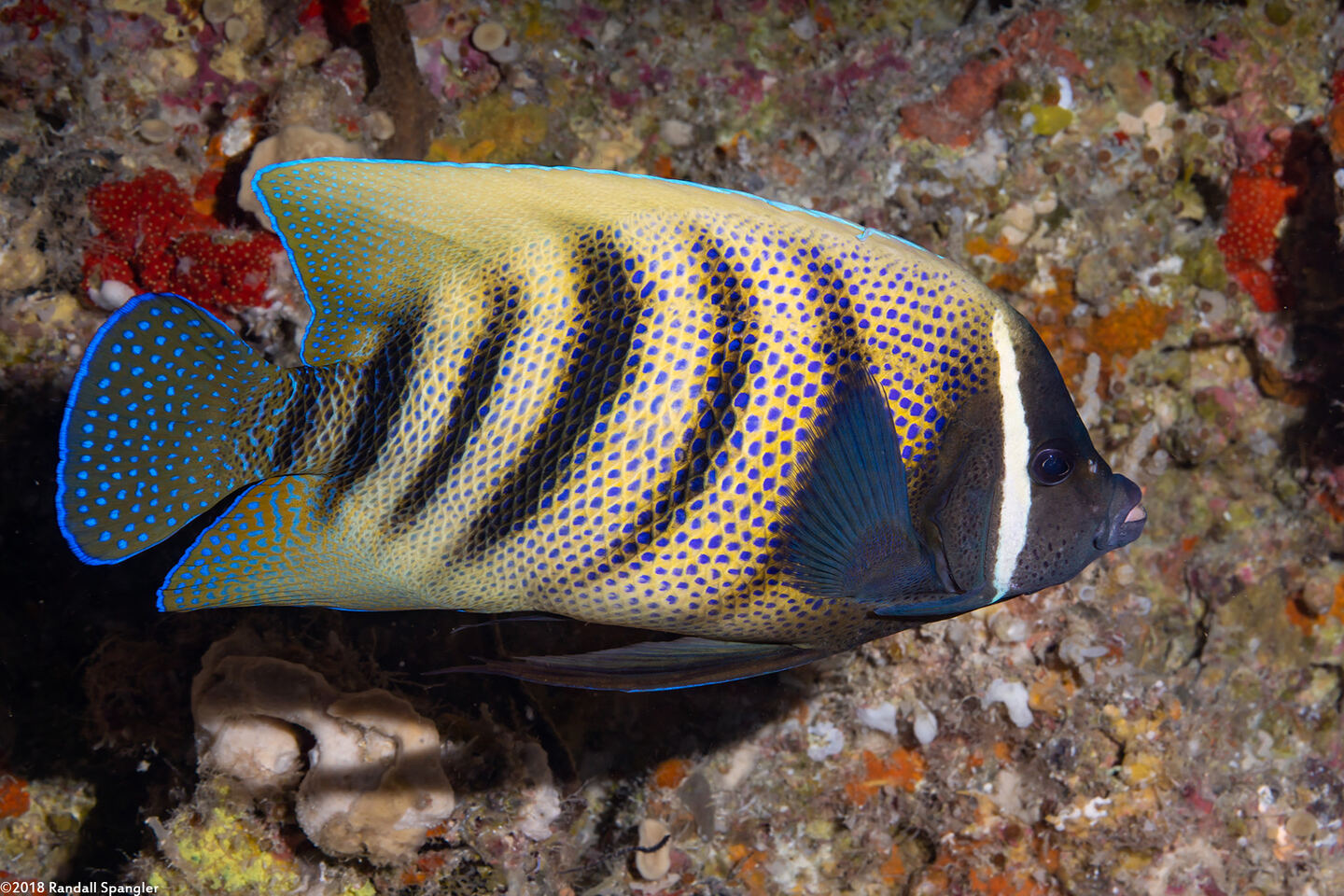 Pomacanthus sexstriatus (Six-Banded Angelfish)
