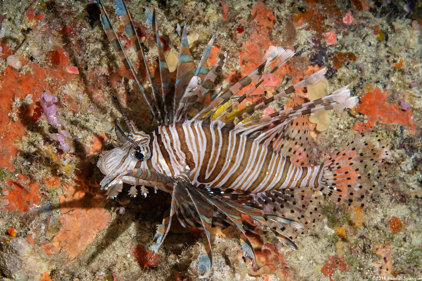 Pterois volitans (Red Lionfish)