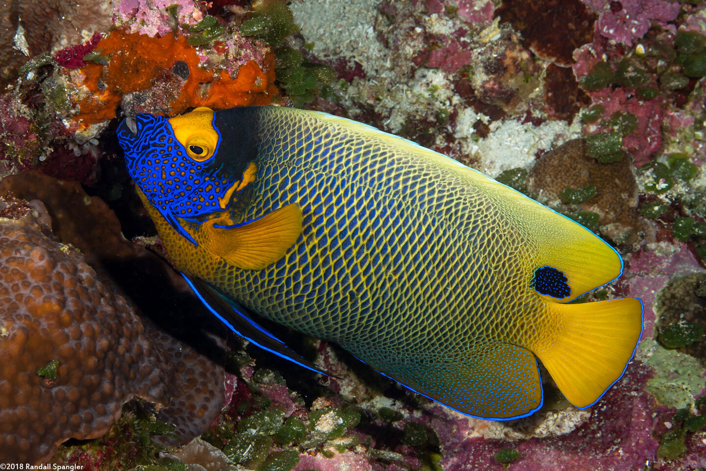 Pomacanthus xanthometopon (Yellow-Mask Angelfish)